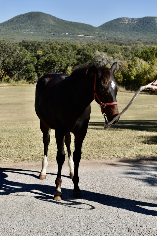 L.A. Waters Quarter Horses